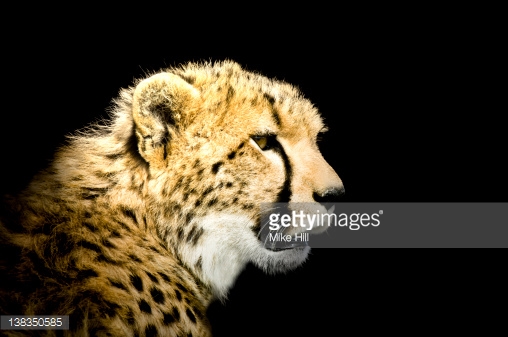 African Cheetah Against Black Background Acinony Stock Photo Getty