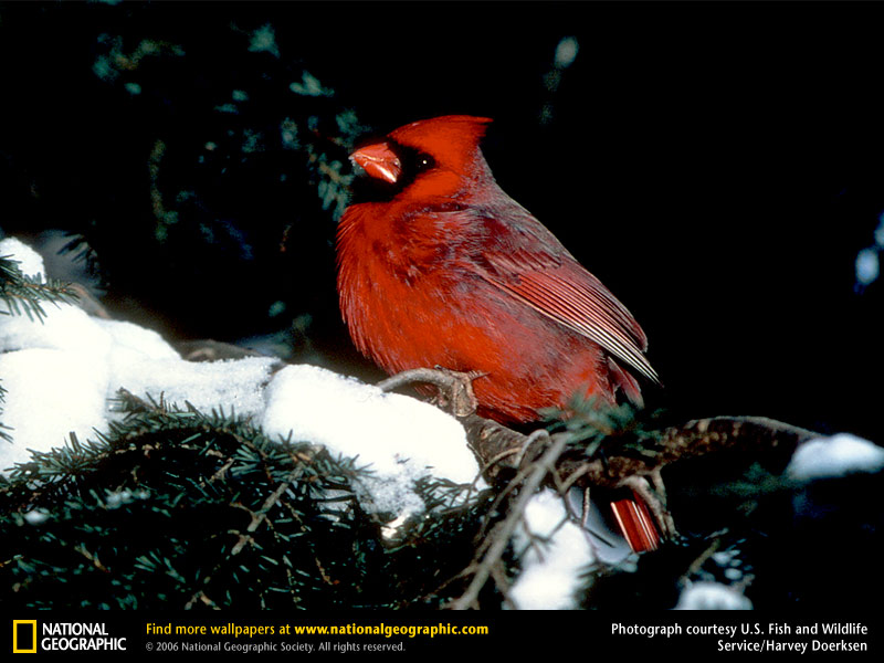 Cardinal Picture Desktop Wallpaper