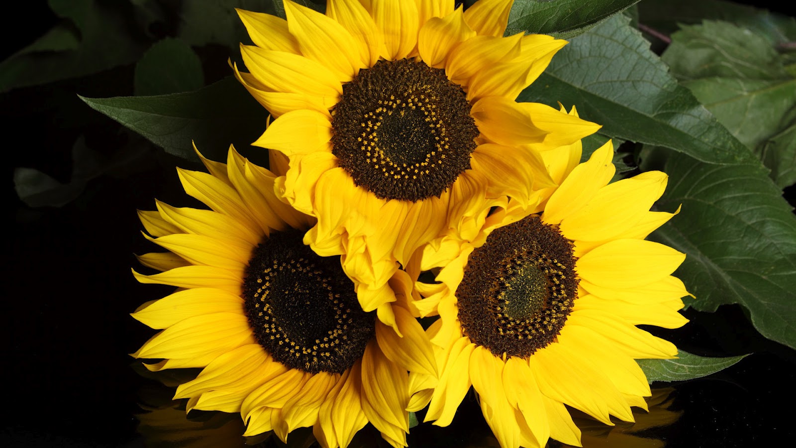 Your Wallpaper Sunflower