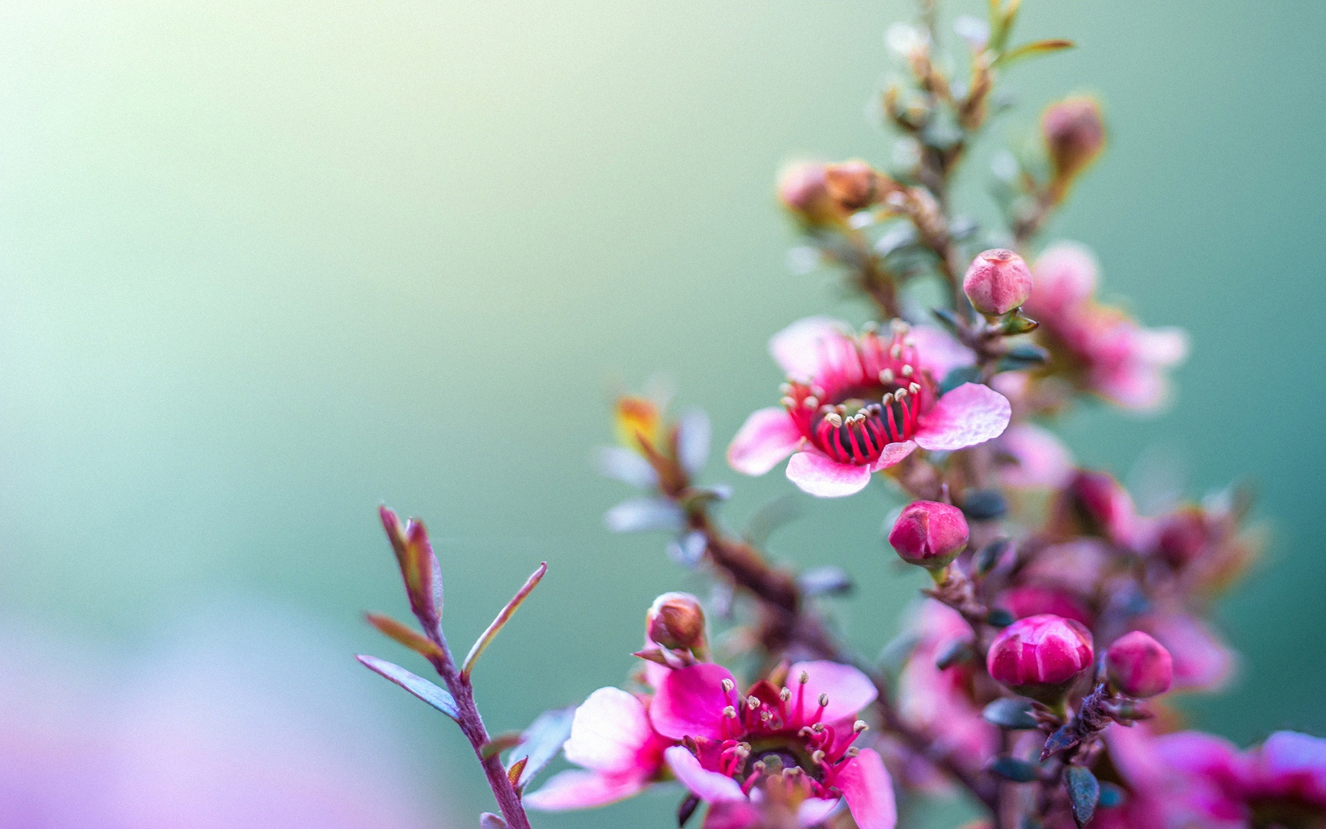 Close-up of delicate pink Leptospermum flowers with a soft-focus background