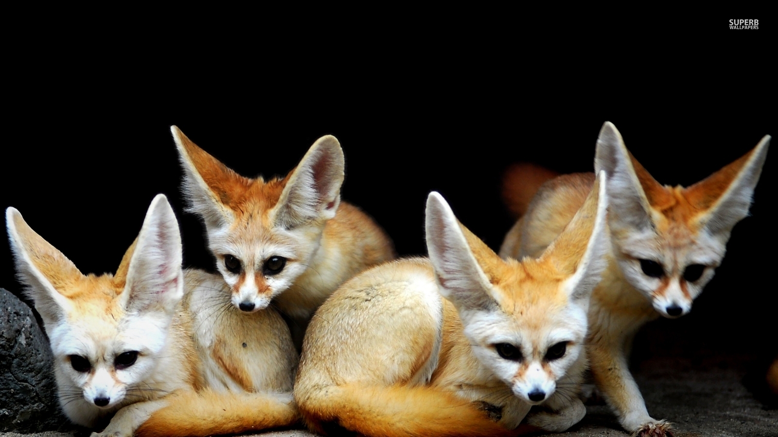 Animals Image Fennec Foxes HD Wallpaper And Background Photos