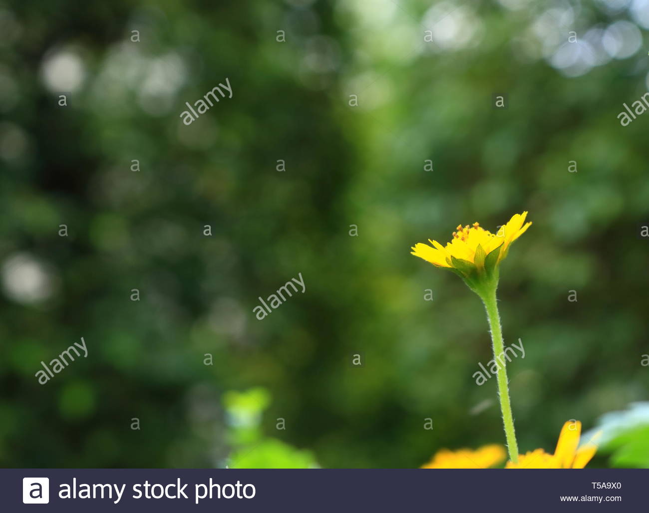 Dare To Stand Alone Creeping Daisy Flower With Bokeh Background
