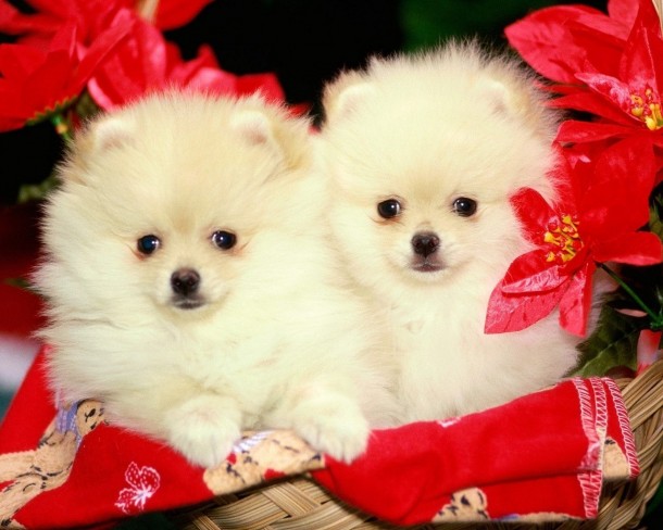 Flowers Cute Dogs Puppies Full HD Desktop Wallpaper