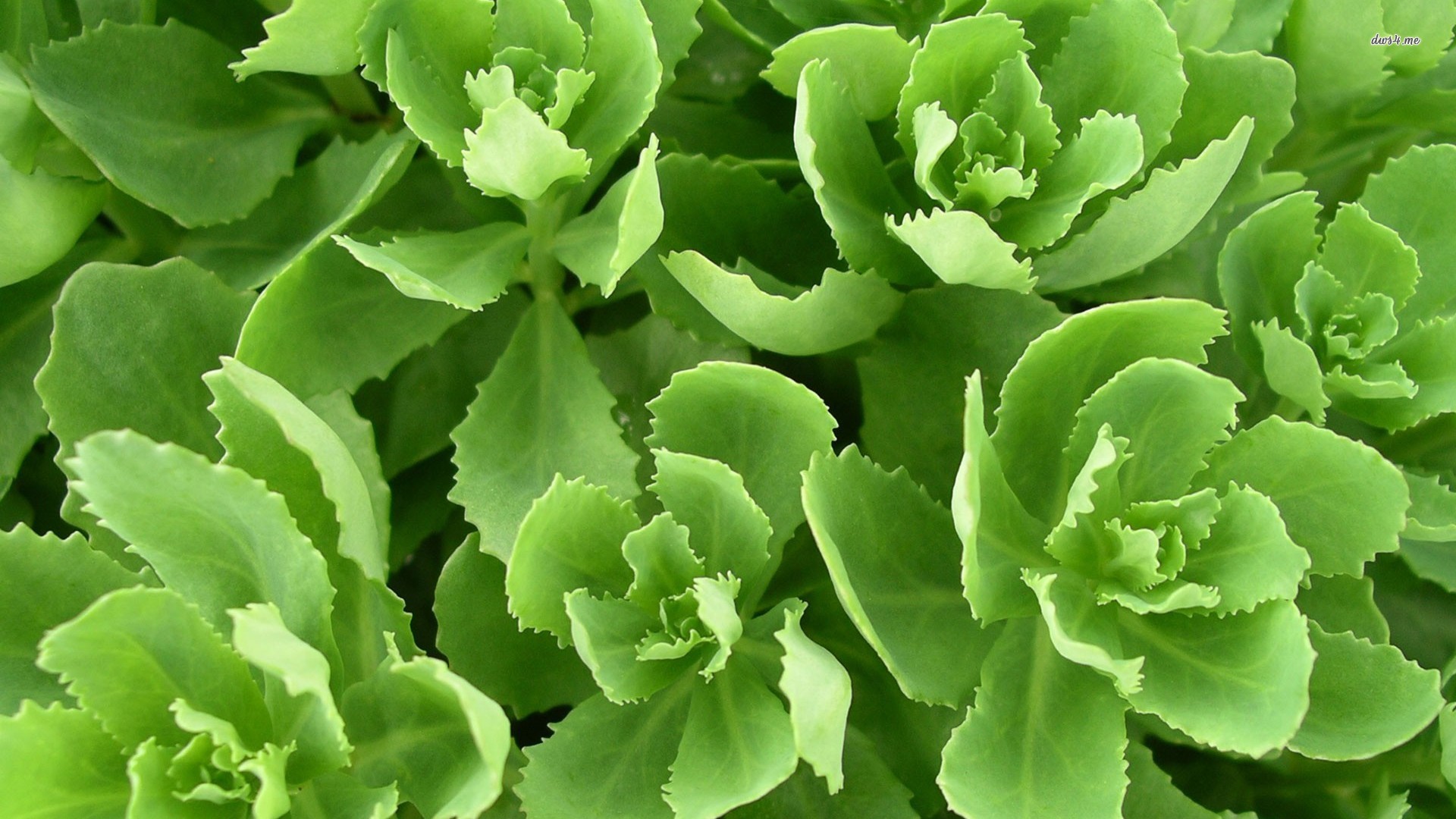 Lettuce Leaf With Background And Wallpaper Photos Pelauts