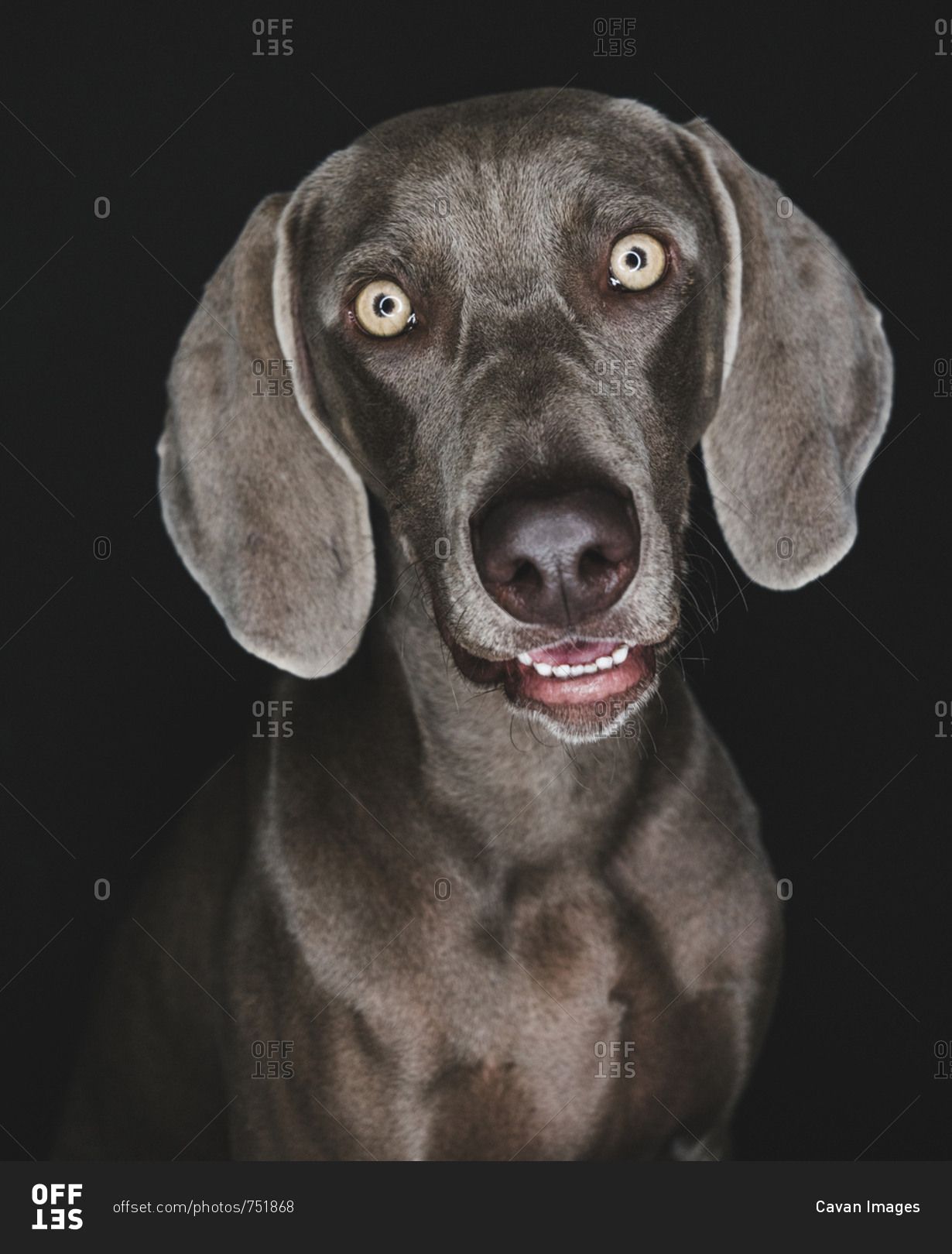 Close Up Portrait Of Weimaraner Against Black Background Stock