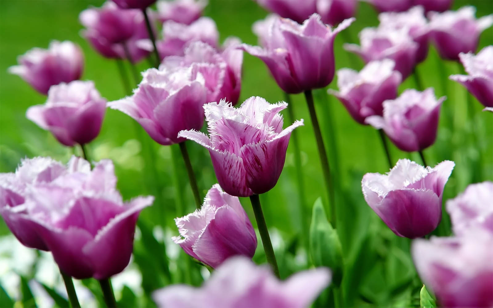 Wallpaper Purple Tulips Flowers