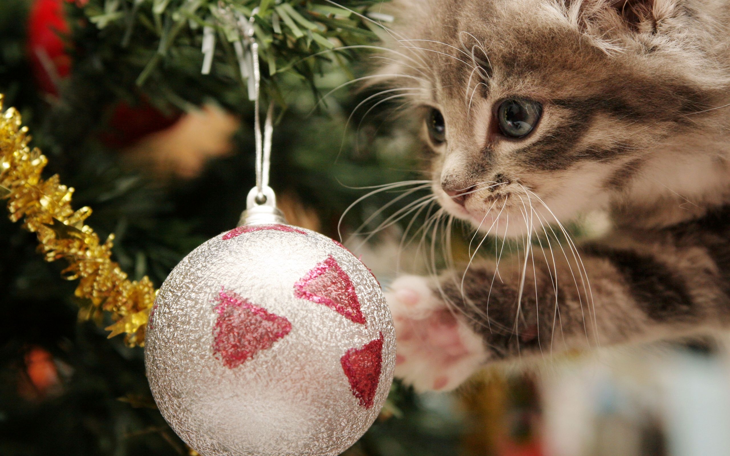 Ball And A Kitten Wallpaper Image Pictures Photos