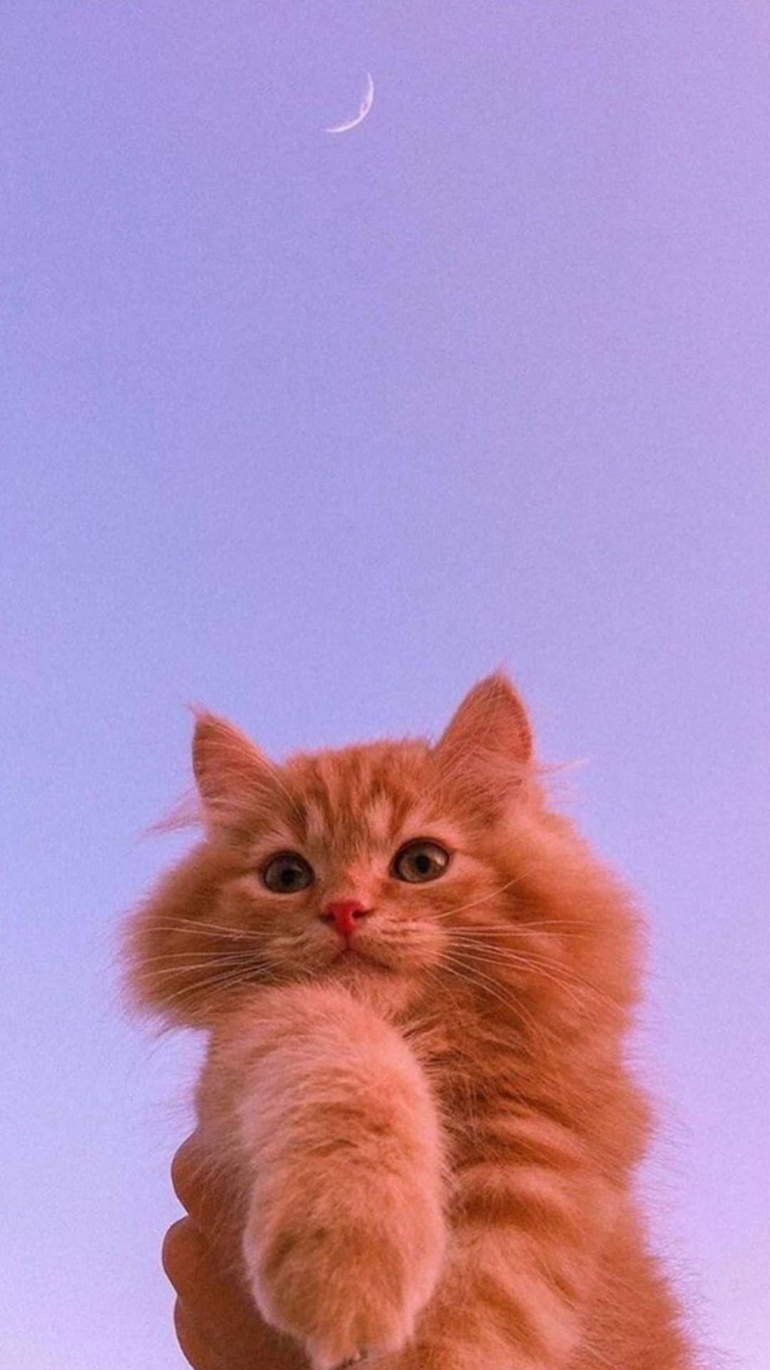 Aesthetic Cat Wallpaper