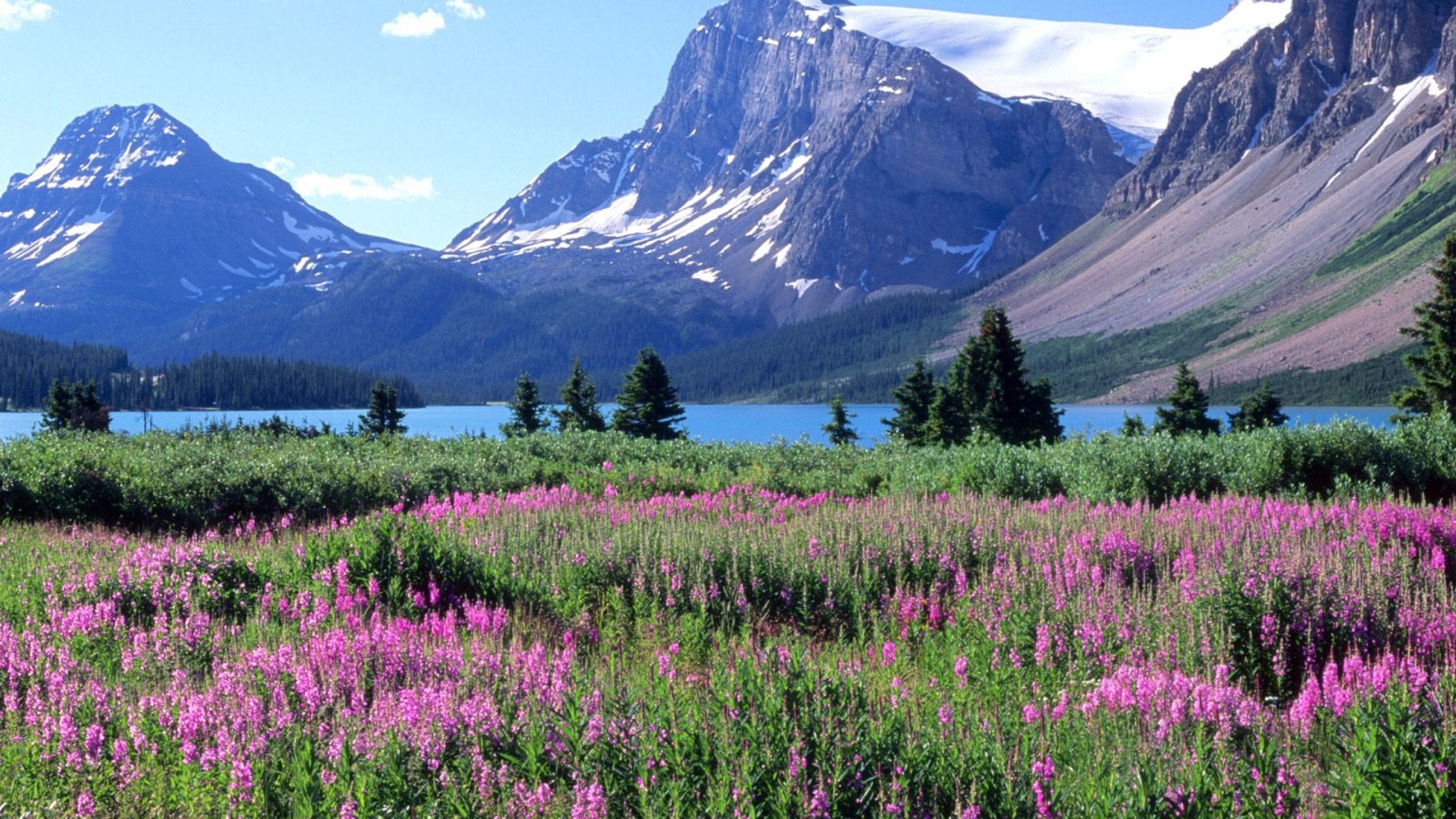 Wallpaper Mountains Trees Flowers Lake Canada