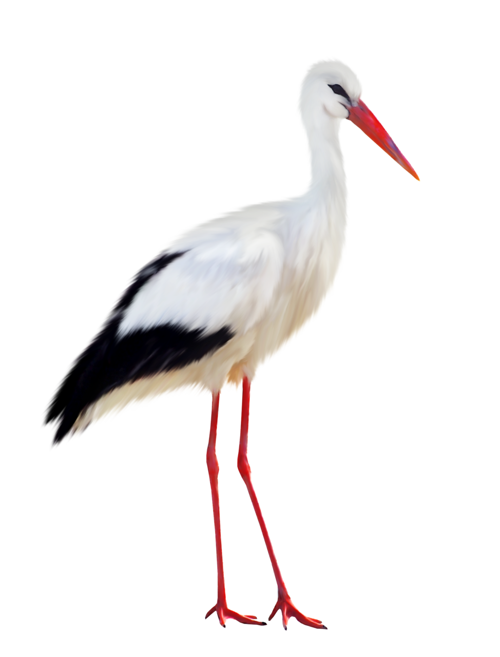 Stork PNG image with transparent background 974x1280