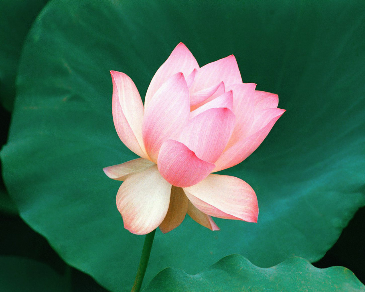 Pink Lotus Flower Xp Wallpaper Windows