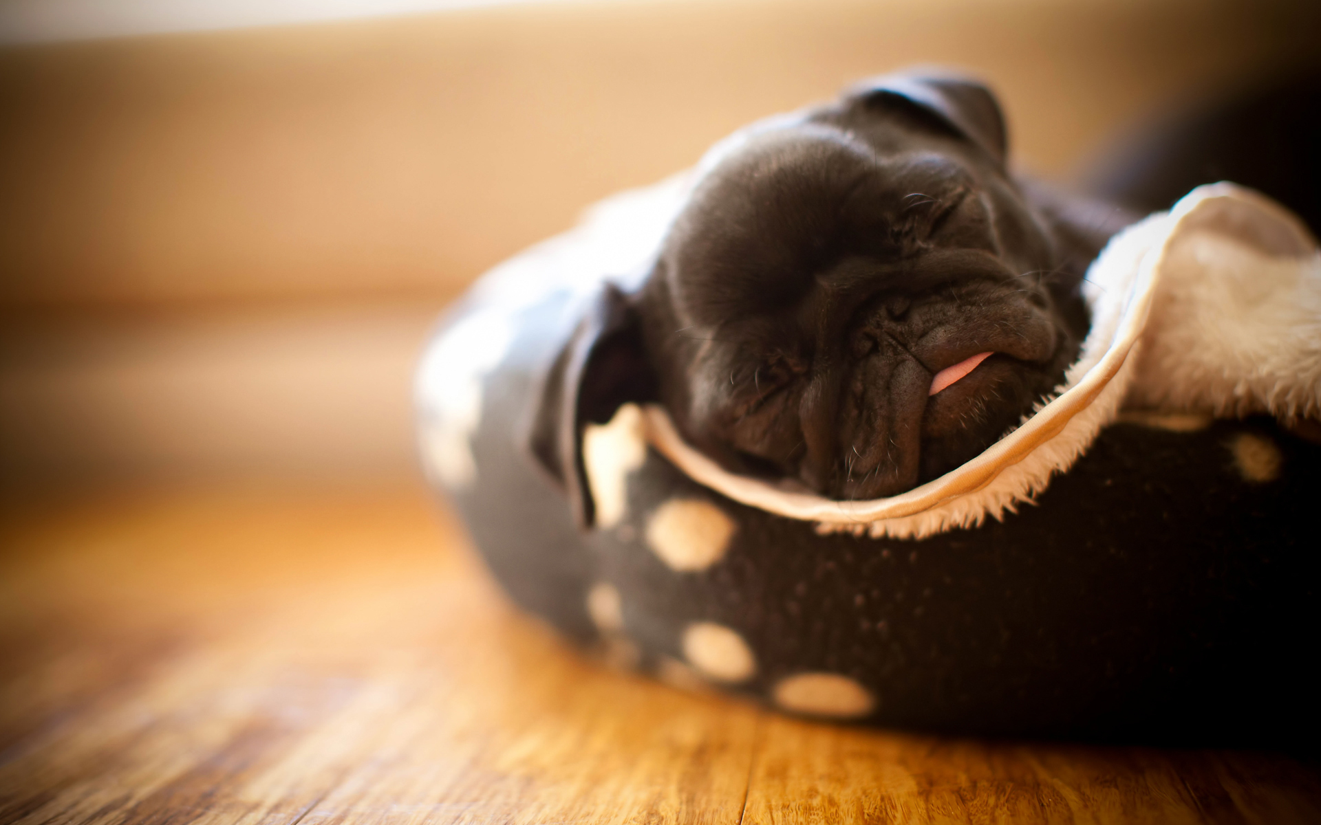 Pug Puppy Wallpaper Image Amp Pictures Becuo