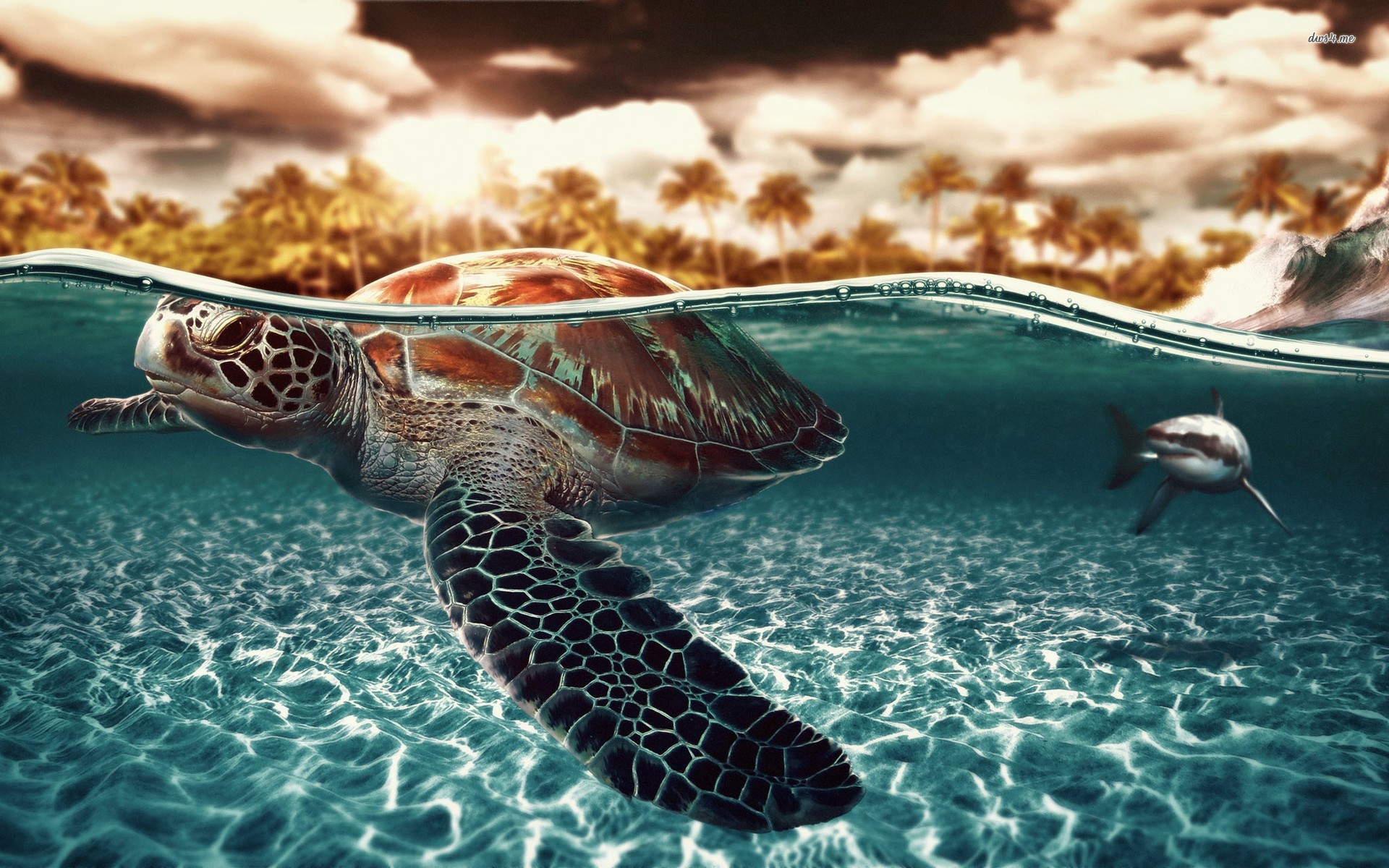 Cute Turtle High Definition Wallpaper Baltana