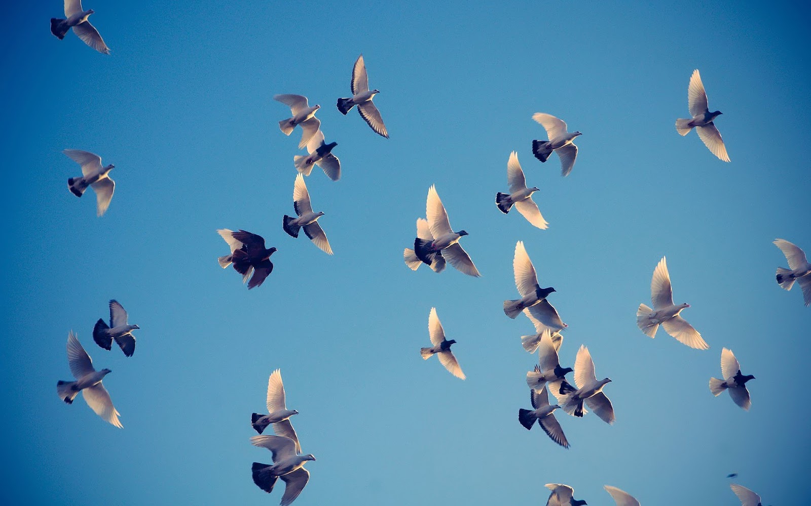 Wallpaper Group Of Flying Doves HD Animals