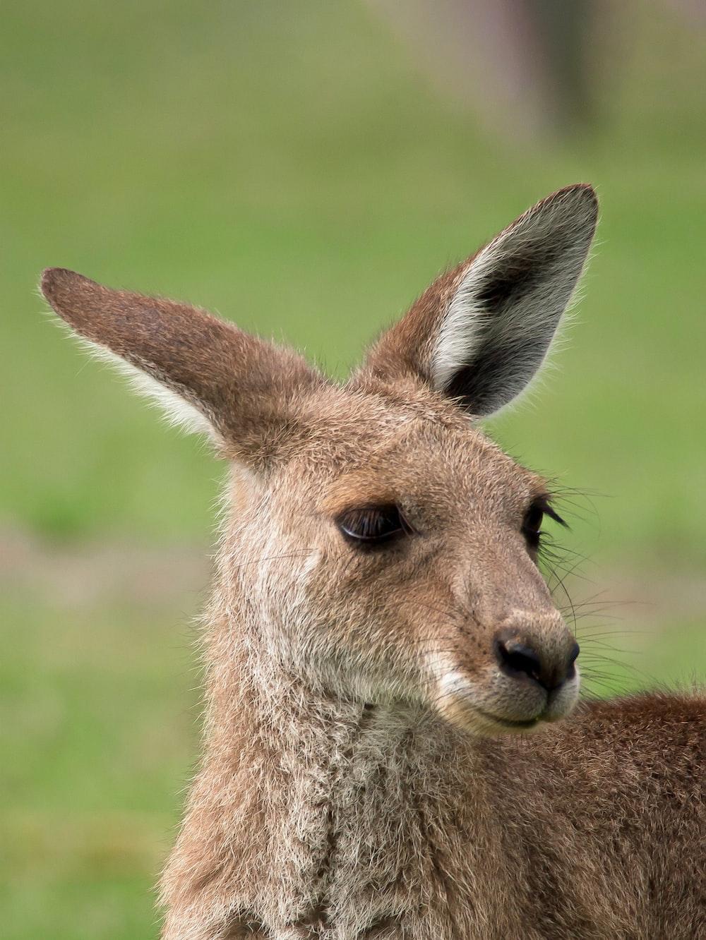 Free Kangaroo Image on