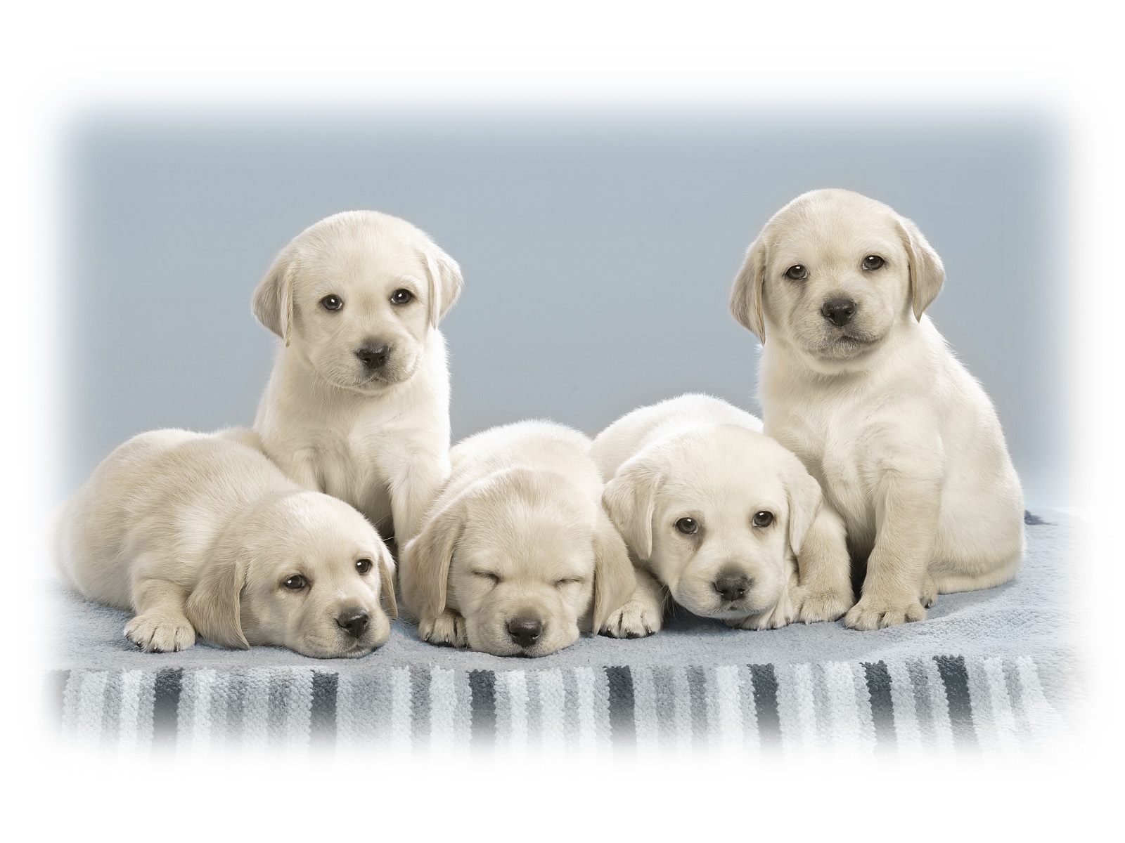 Description Cute Puppies Wallpaper Is A Hi Res For Pc