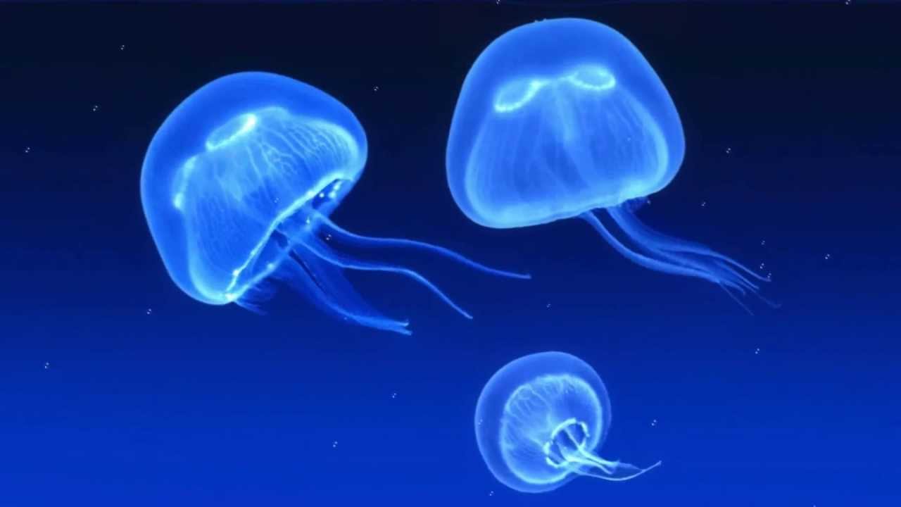 Jellyfish Animated Wallpaper