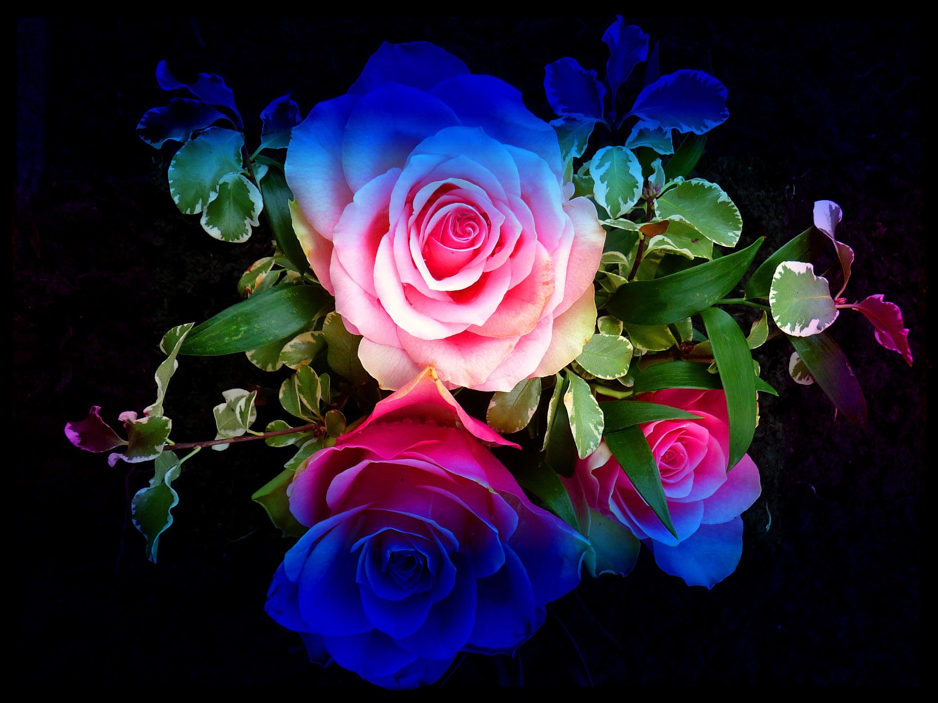 Colourful Roses   Wallpaper High Definition High Quality