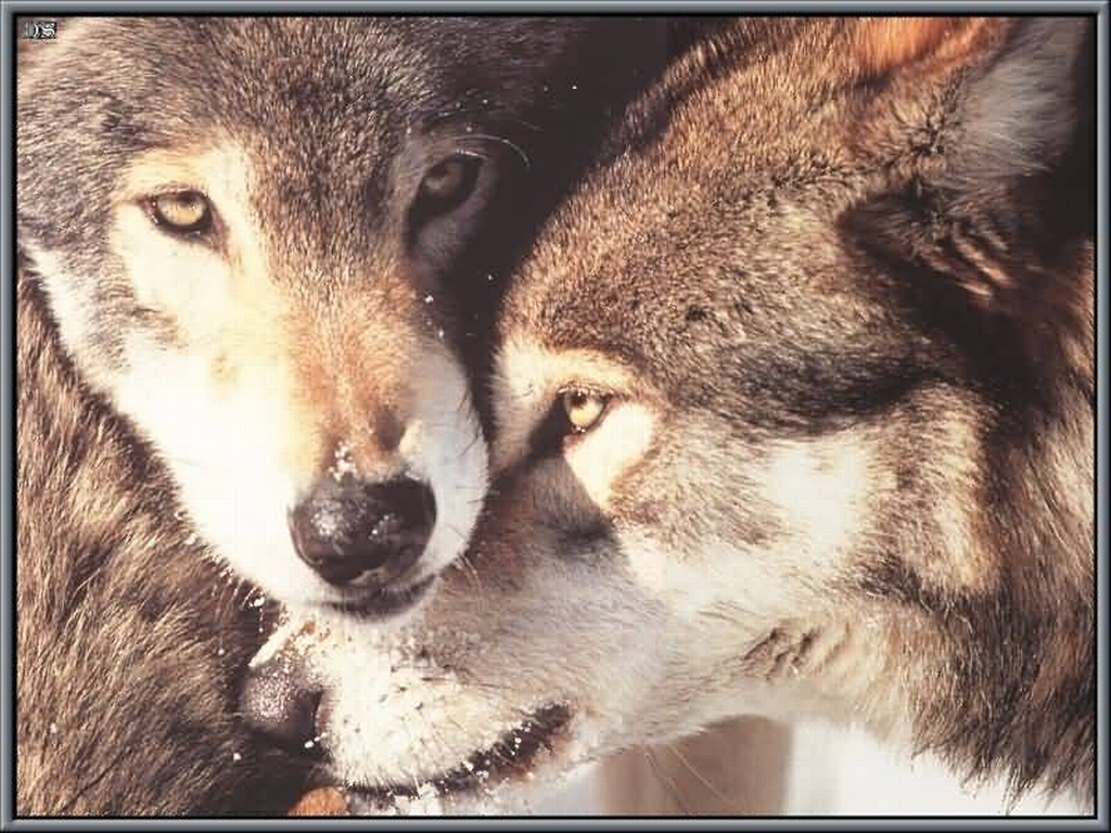 Two Wolves In Love Jpg