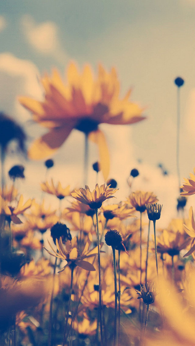 Summer Flower Sepia iPhone Wallpaper Tags Yellow