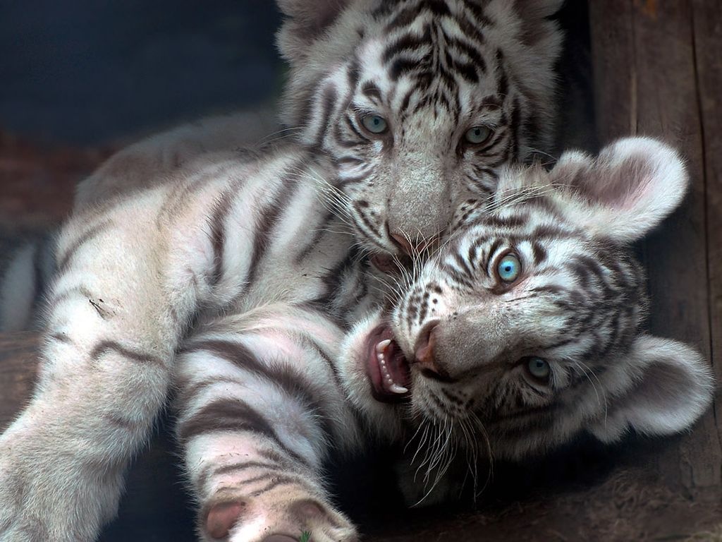  47 Cute  Baby  Tiger  Wallpaper  on WallpaperSafari