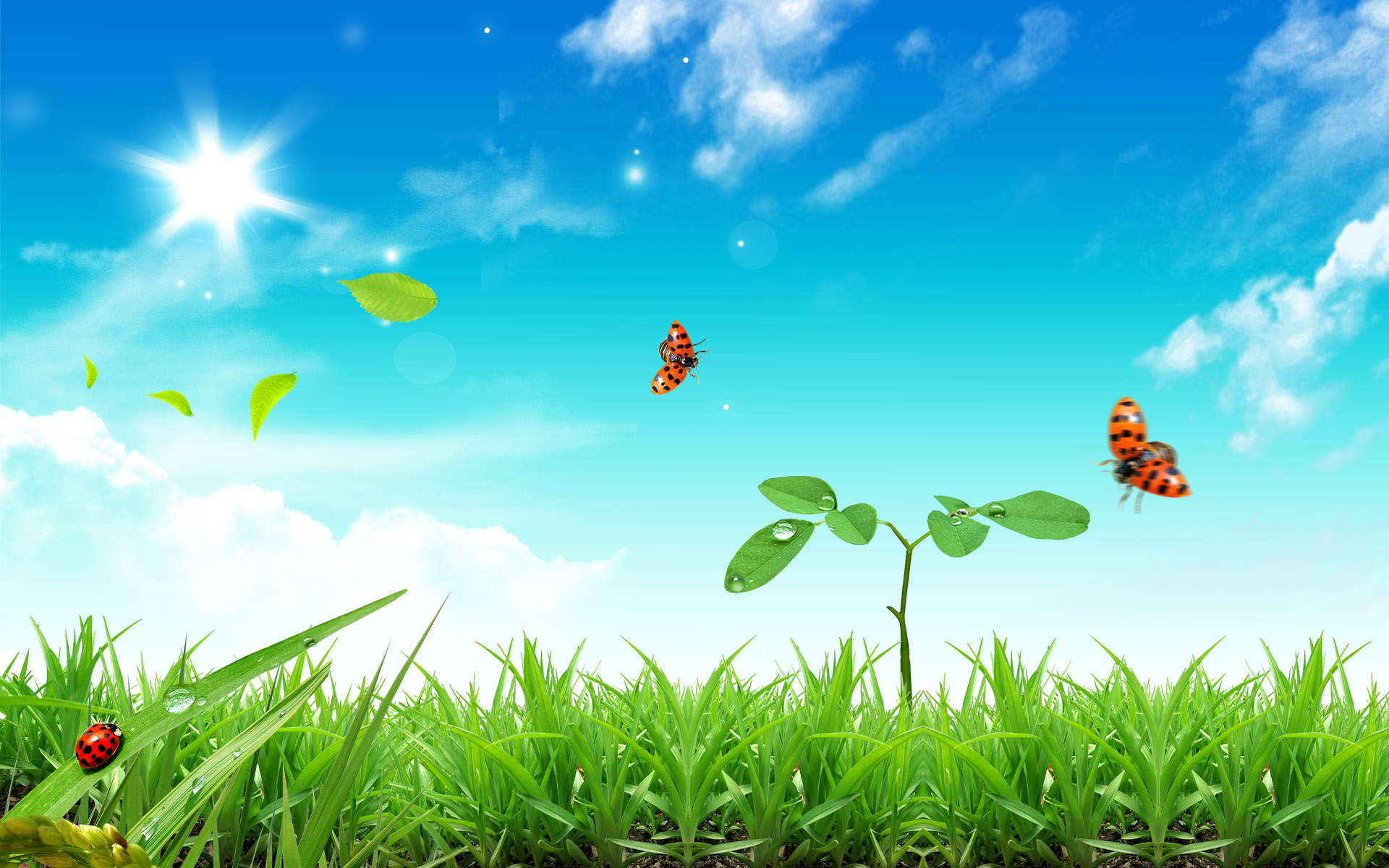 free wallpaper of natural scenery three ladybirds flying in the grass
