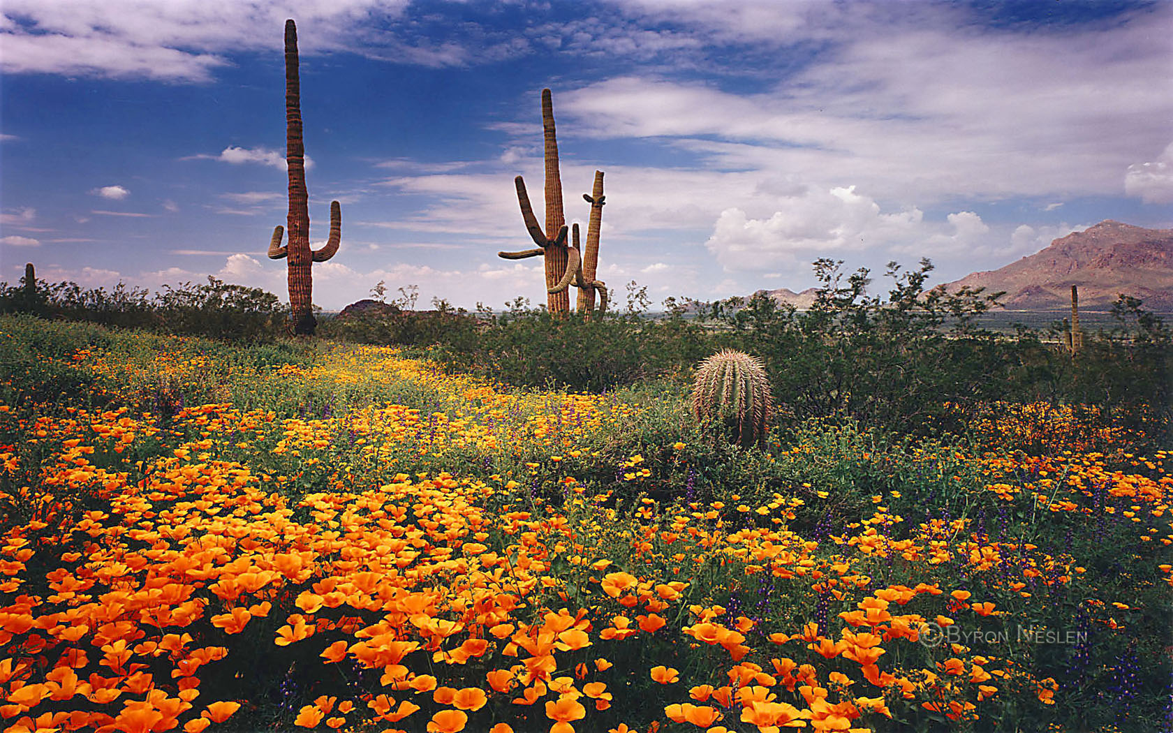 Sonoran Desert Wildflowers 1680x1050