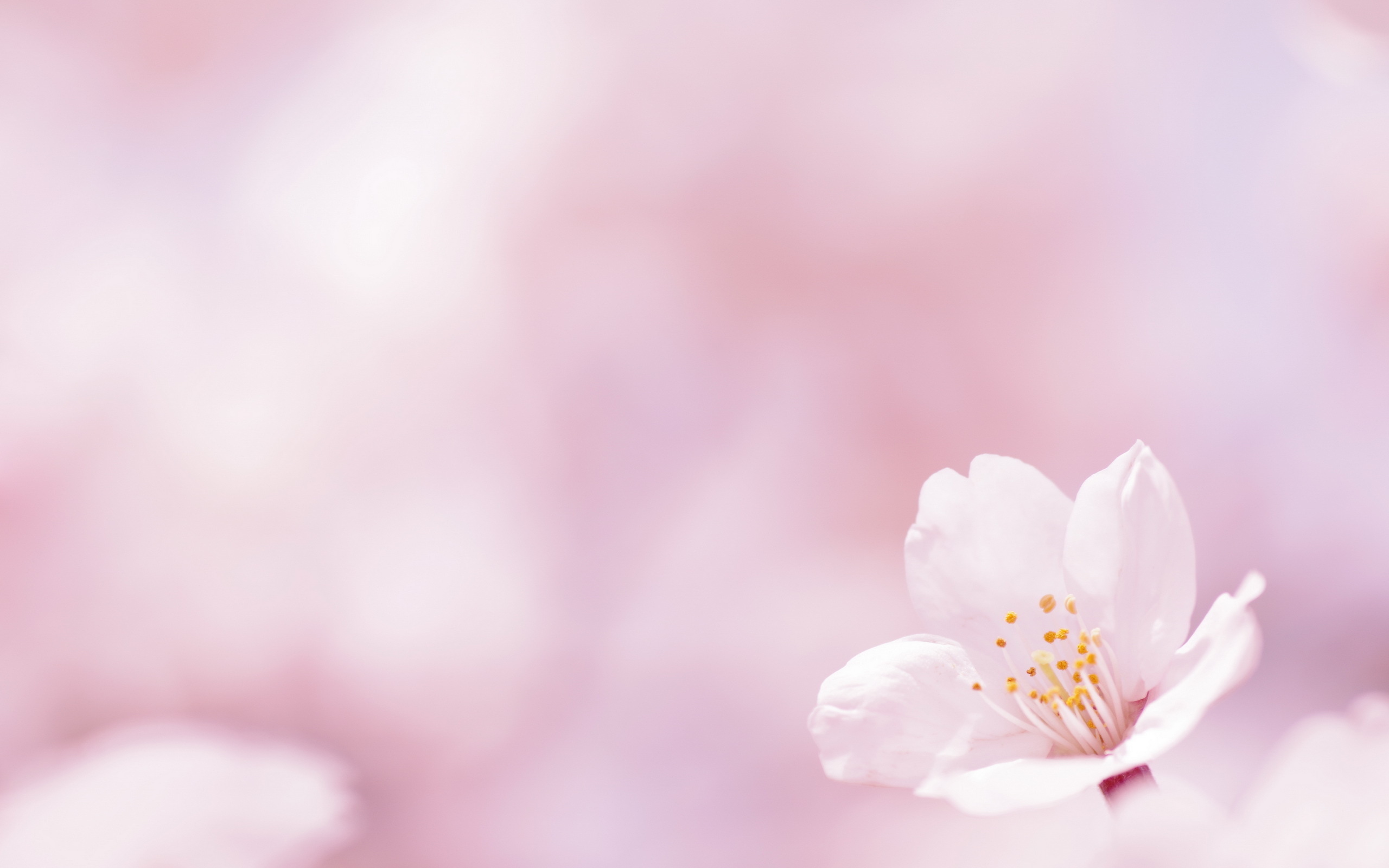 Beautiful Pink Spring Flowers Wallpaper Desktop Background