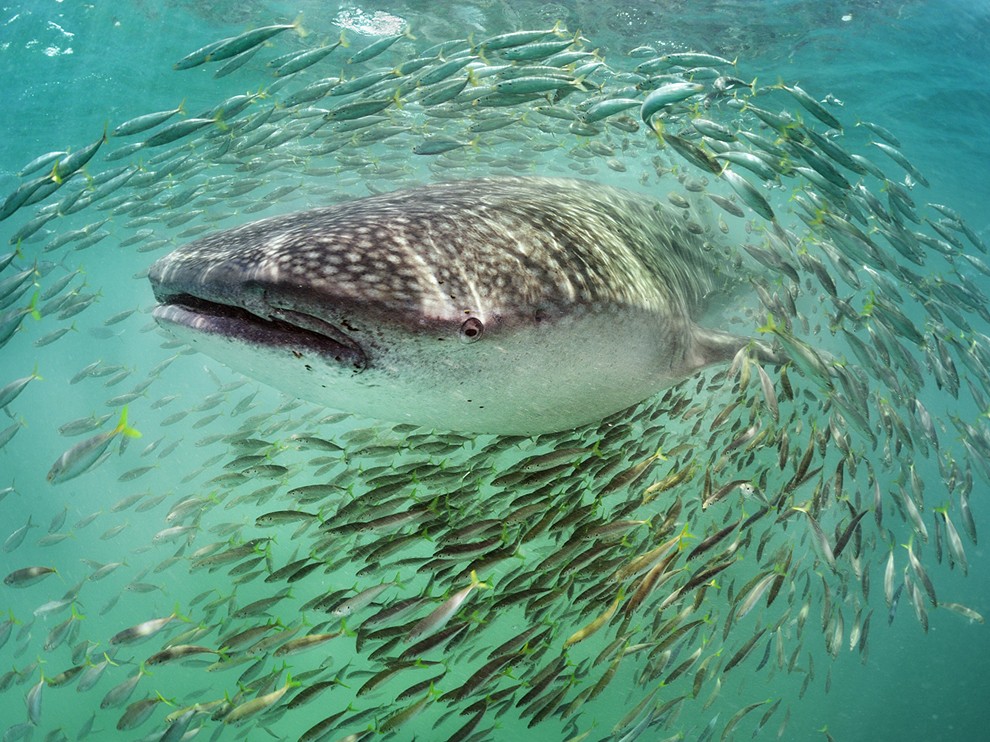 Whale Shark Biggest Of Fishes Hangs Out With Small Fry Off The