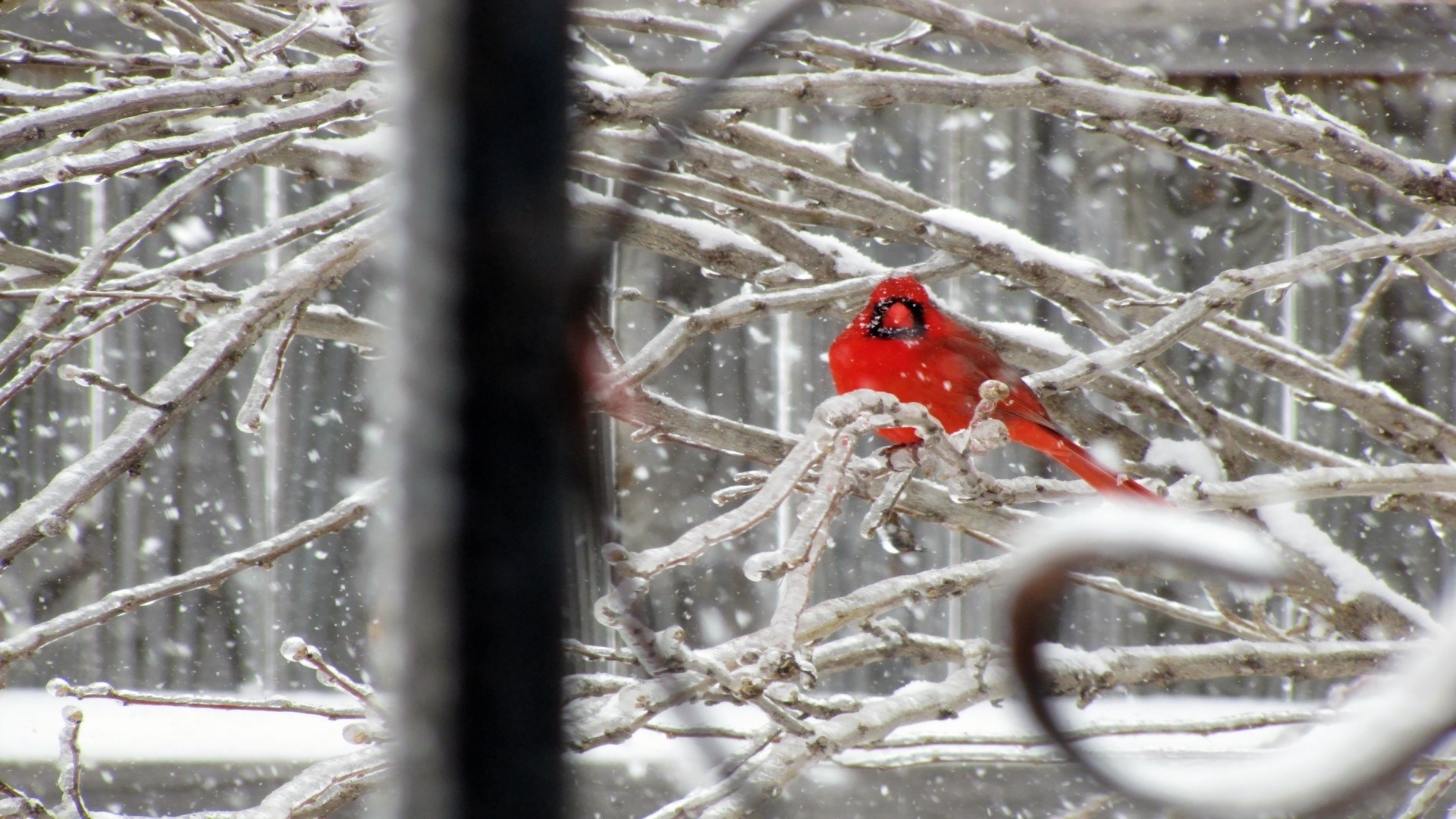 Nature Snow Birds Cardinal Northern Wallpaper
