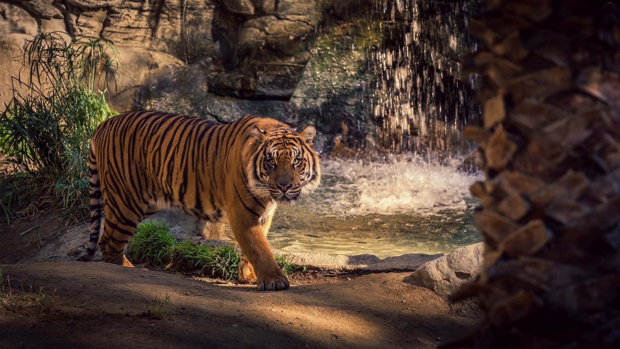 Bengal Tiger Walking Around Pool HD Wallpaper Background Image