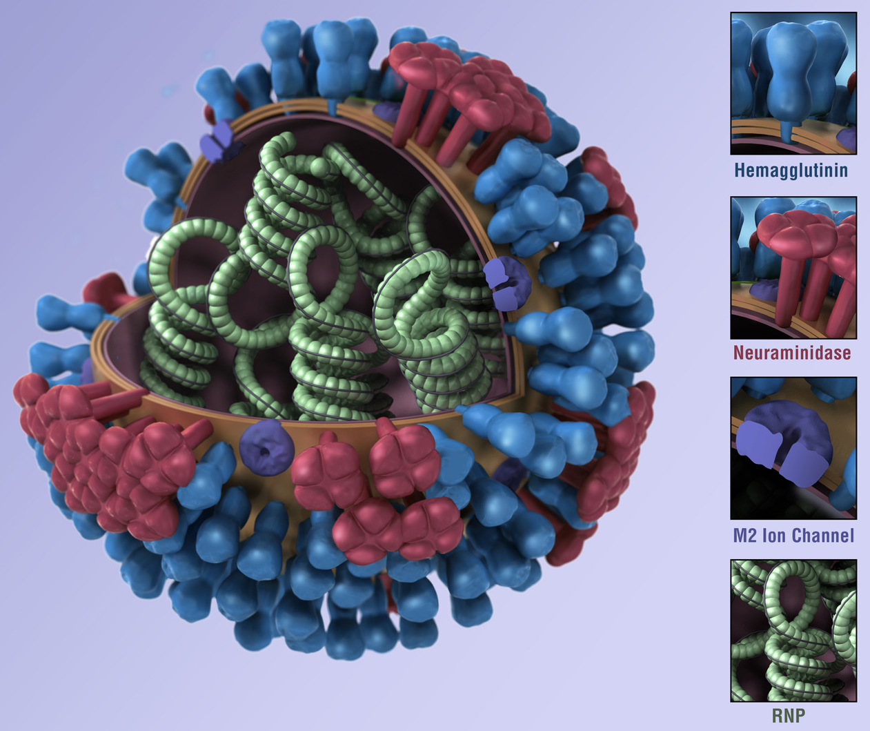 Image Of Influenza Viruses Cdc
