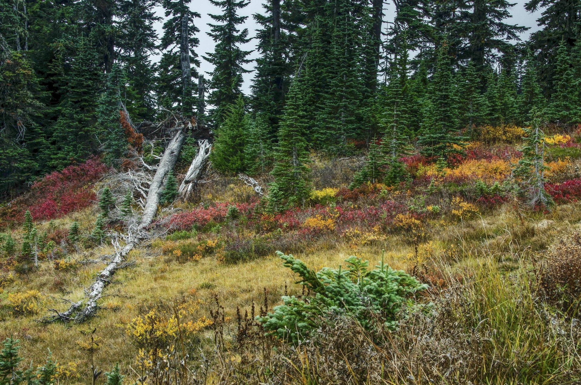 Scenic 4k wallpaper of a fallen tree in an autumnal forest clearing