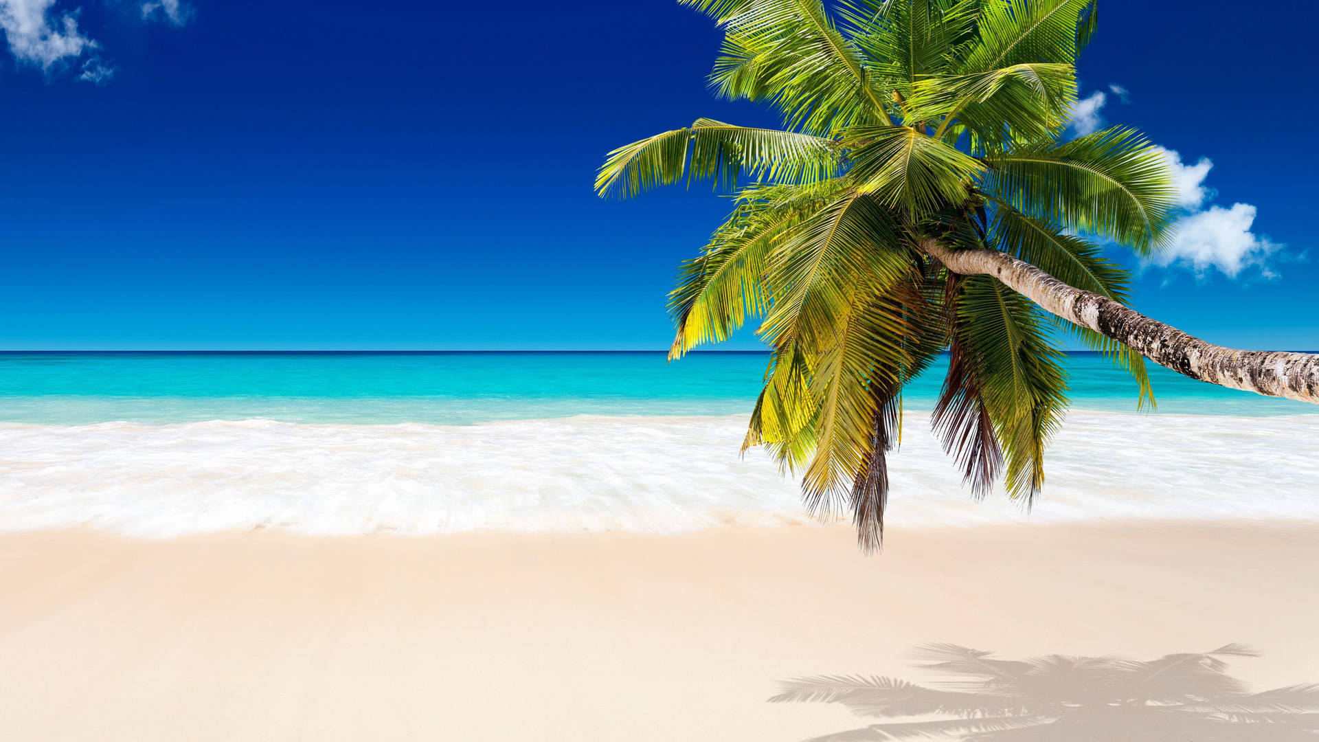 Coconut Tree Wallpaper