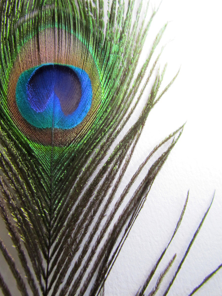 Peacock Feather Border Art Print