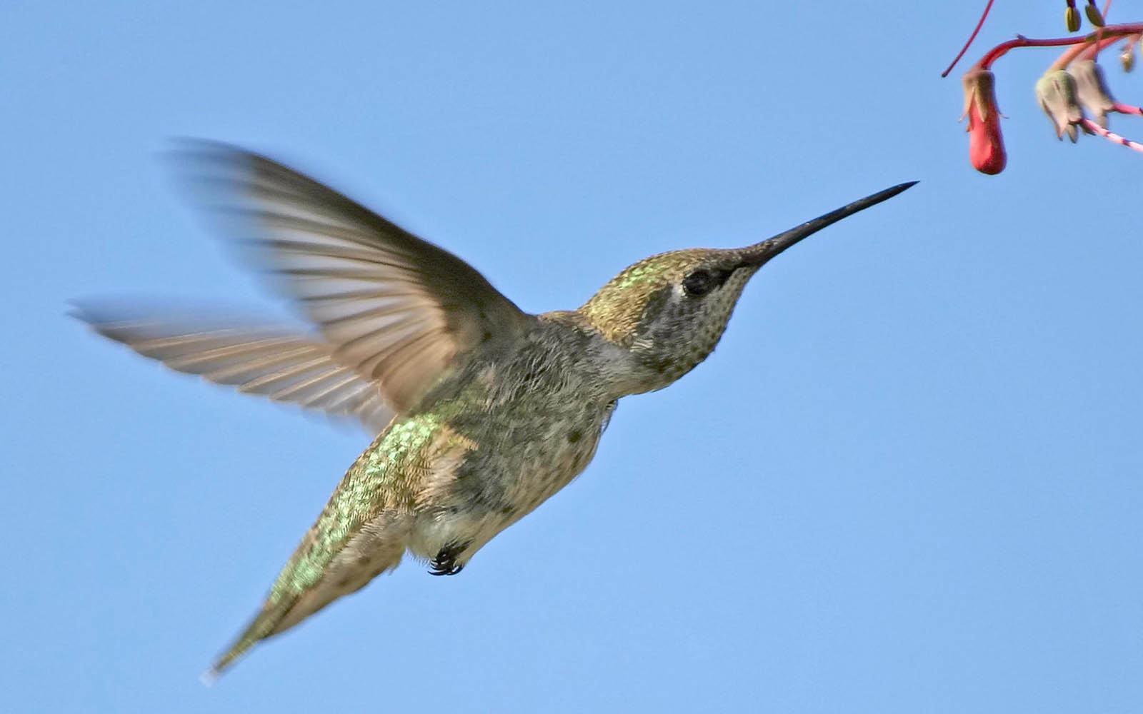 Hummingbird Desktop Background Photos