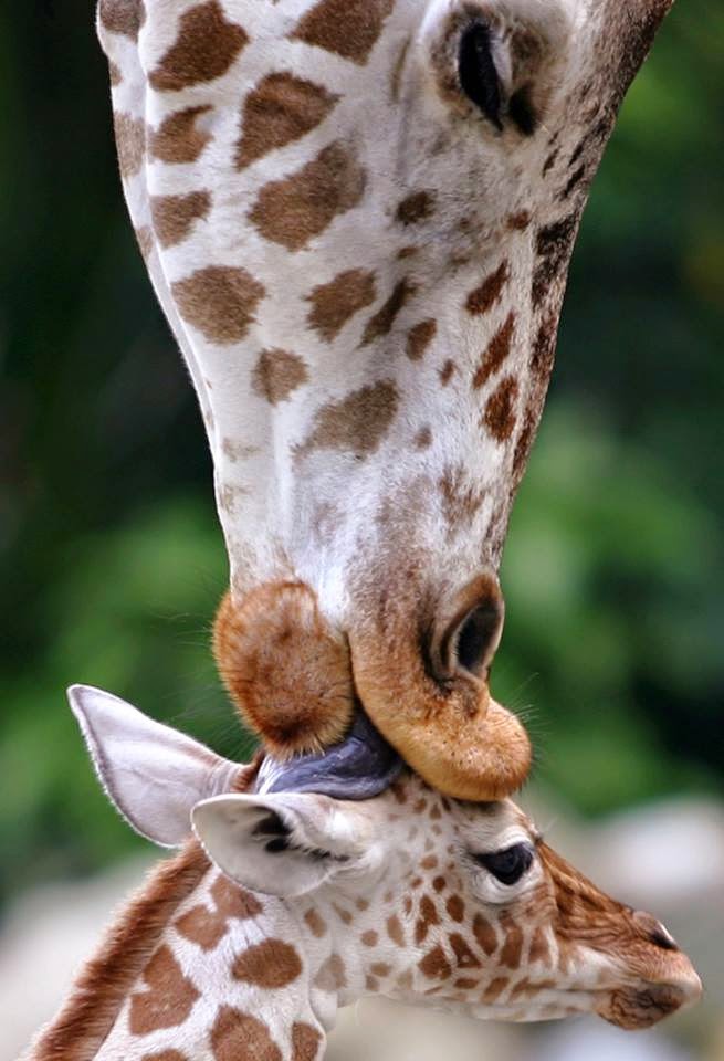 Giraffe Kissing Wallpaper Beautiful