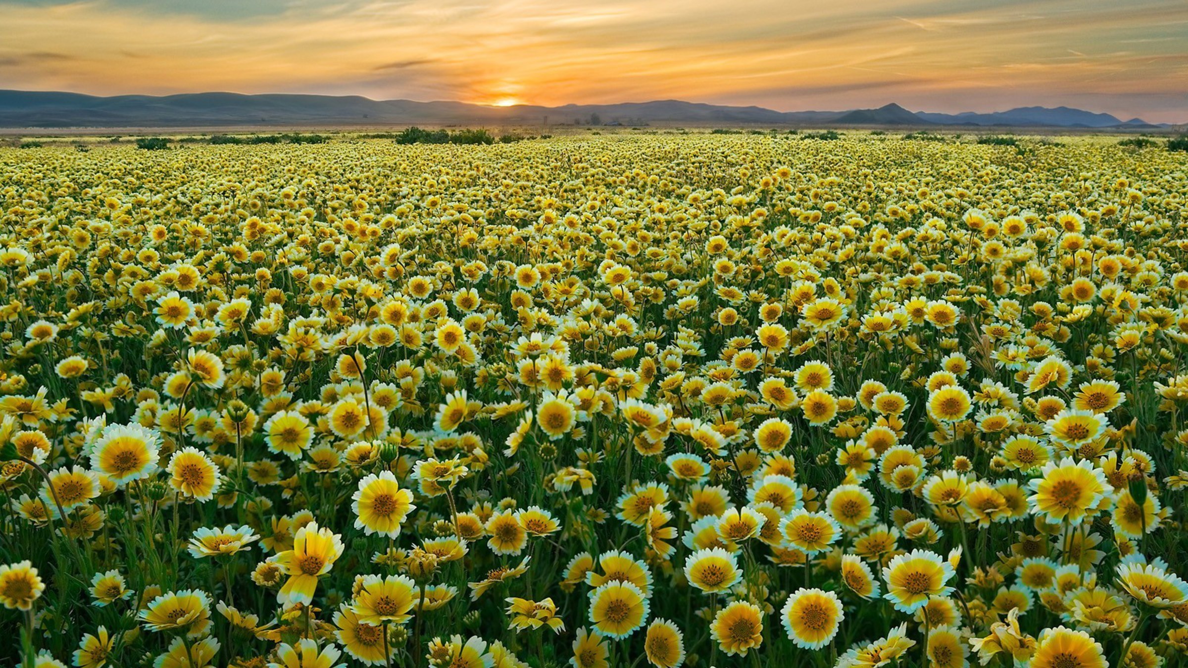 Wildflowers Wallpaper Smartphone