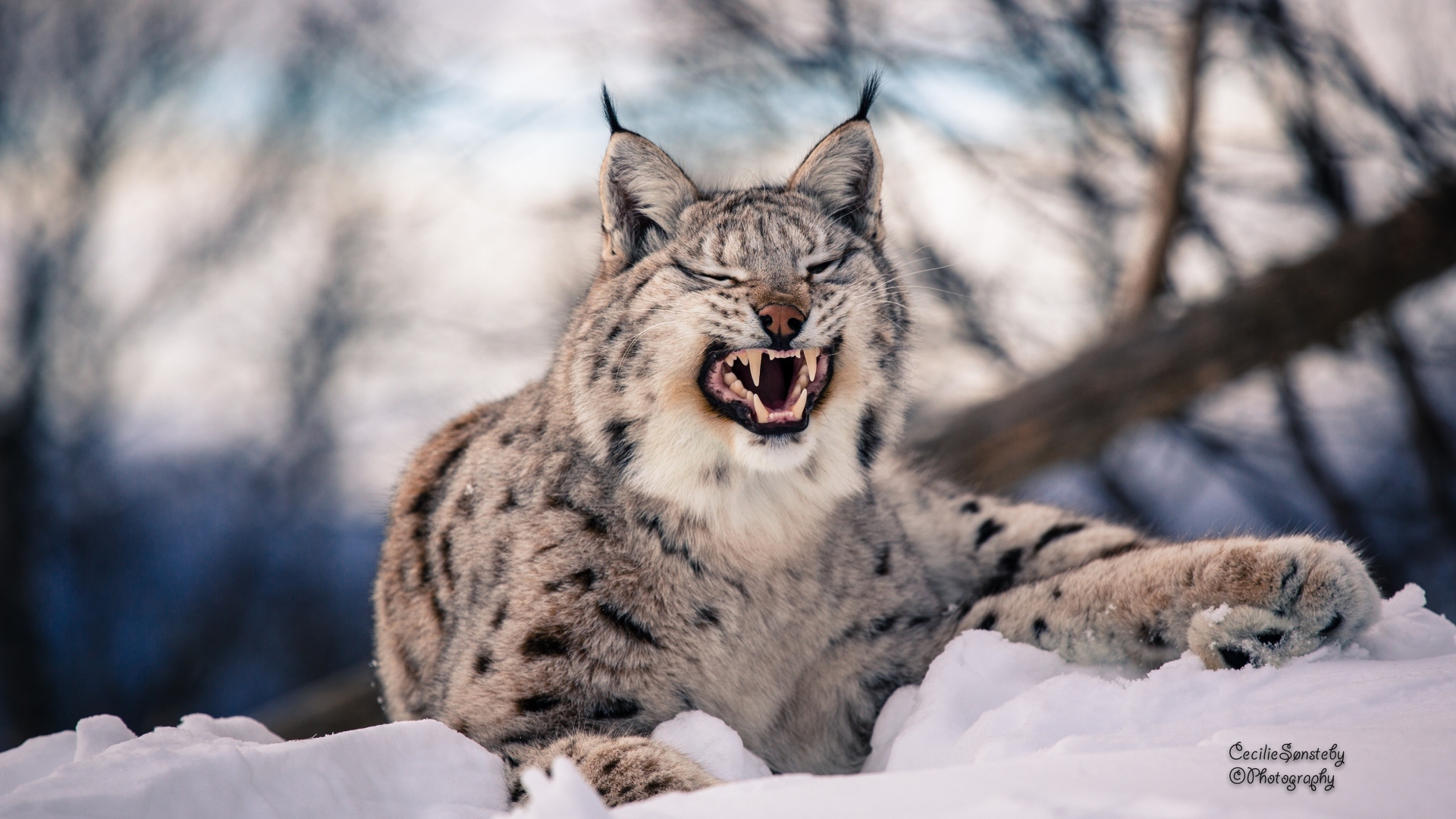 Lynx Snow Predator Big Cat Wallpaper Background Full HD 1080p