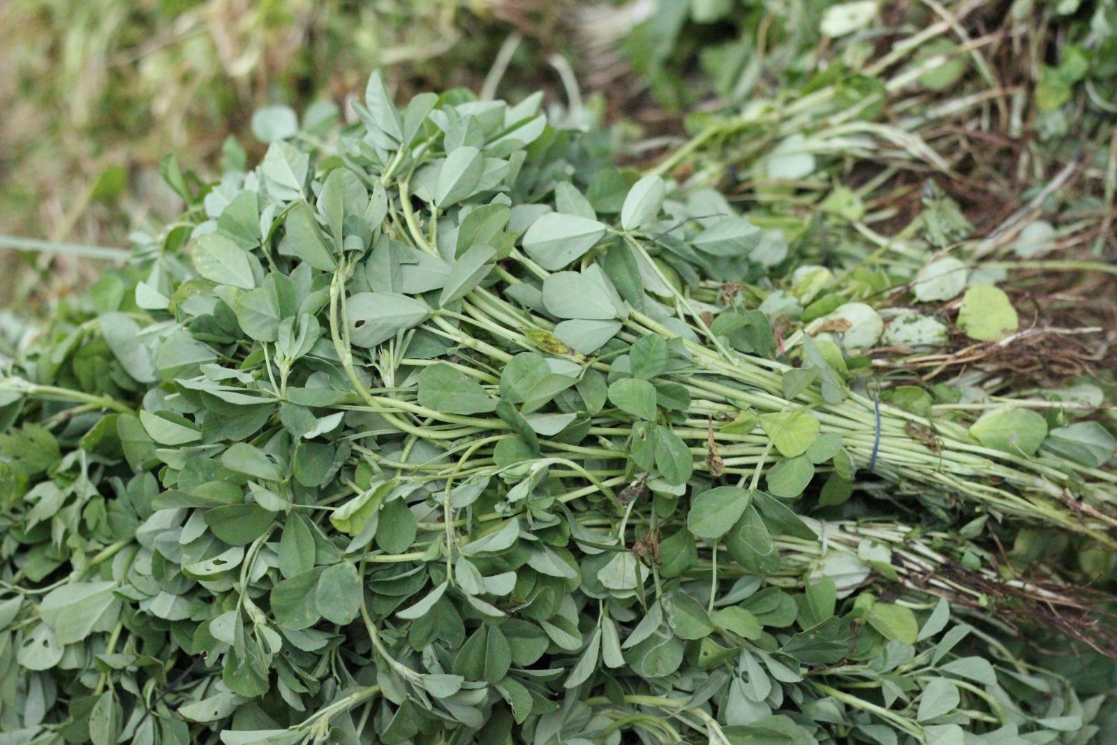 Fenugreek Wallpaper