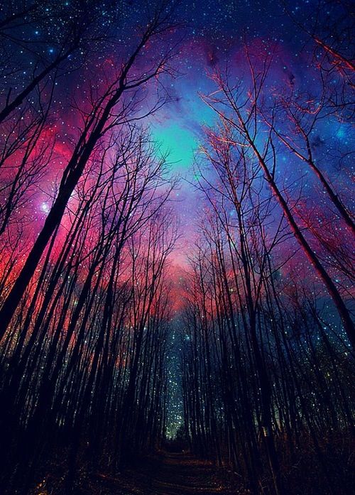 Night Forest iPhone Wallpaper Background