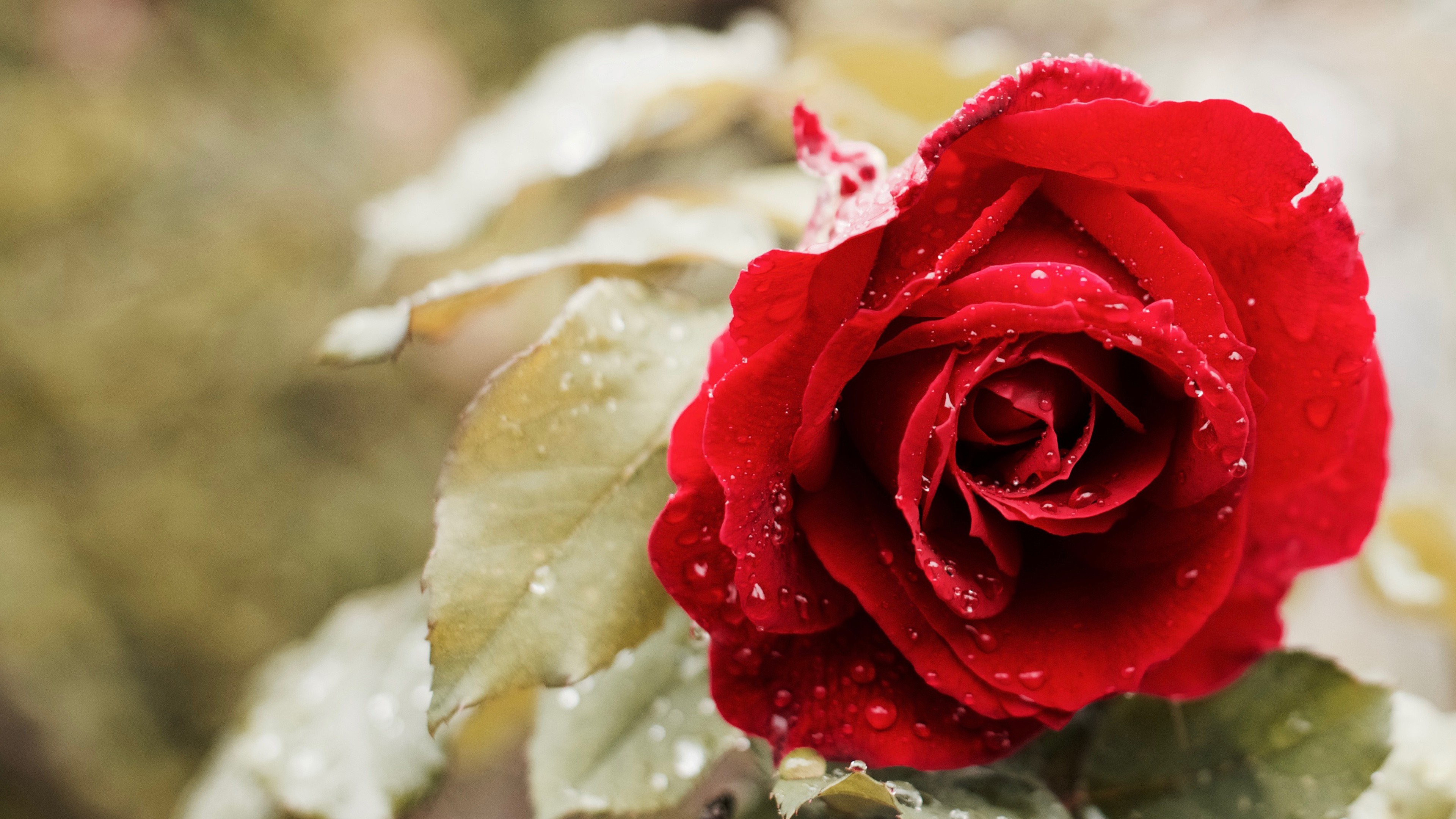 Beautiful Red Rose 4k Wallpaper