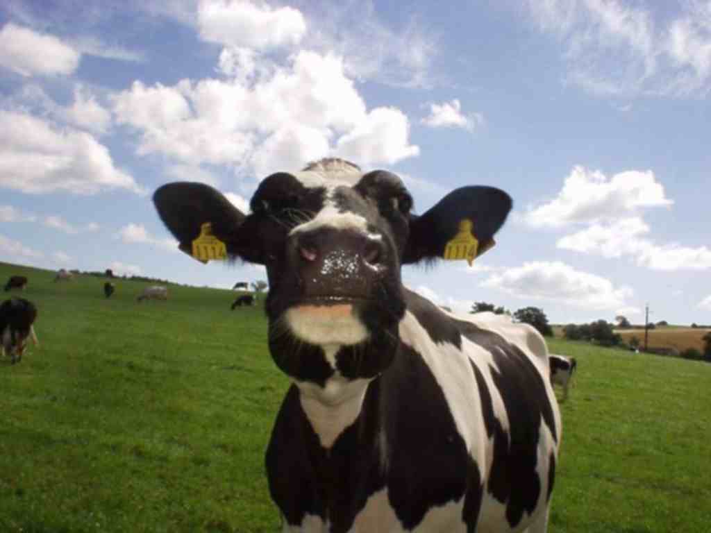 Pics Photos Funny Cow Picture HD Background Wallpaper