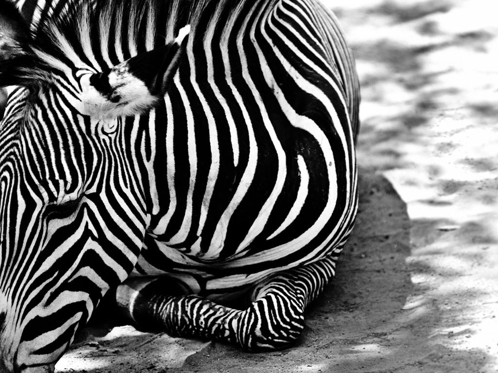 Zebra Wallpaper Fun Image Pic