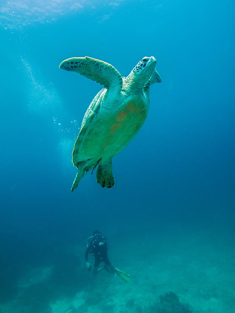 Snorkeling With Sea Turtles On Gili Trawangan Underwater Photo