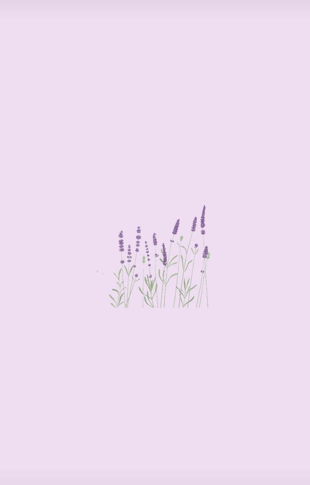 Lilac Color Wallpaper