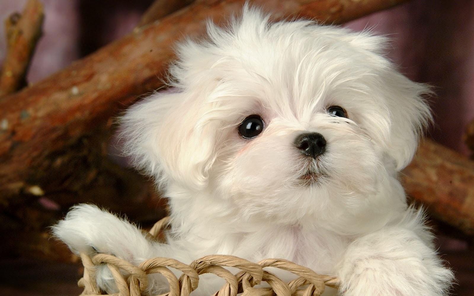 Dogs Wallpaper