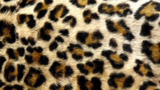 Leopard Print Live Wallpaper For Android By Dennyapps4you