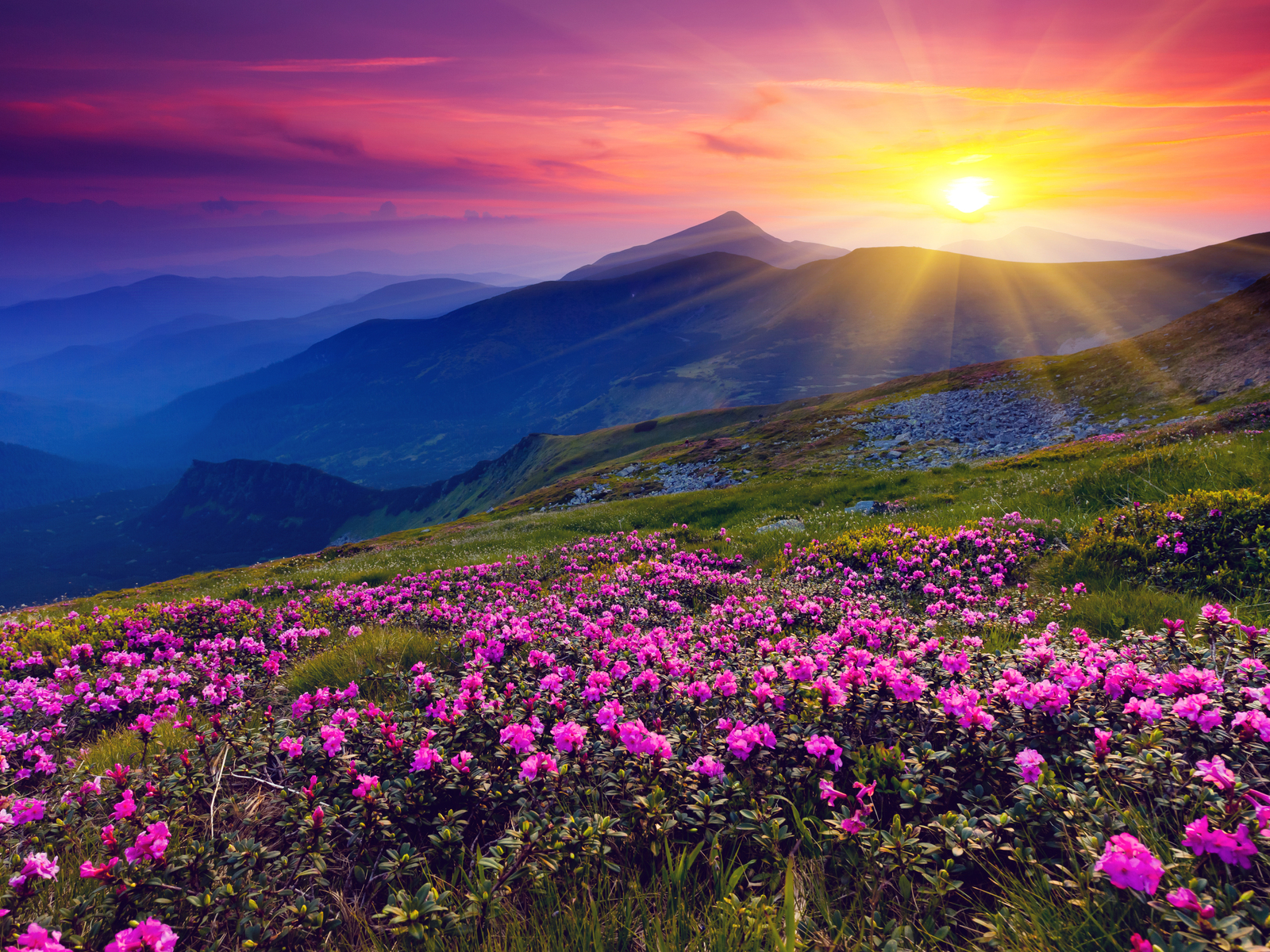 Meadows Wild Purple Flowers Mountains And Sunset Landscape Wallpaper