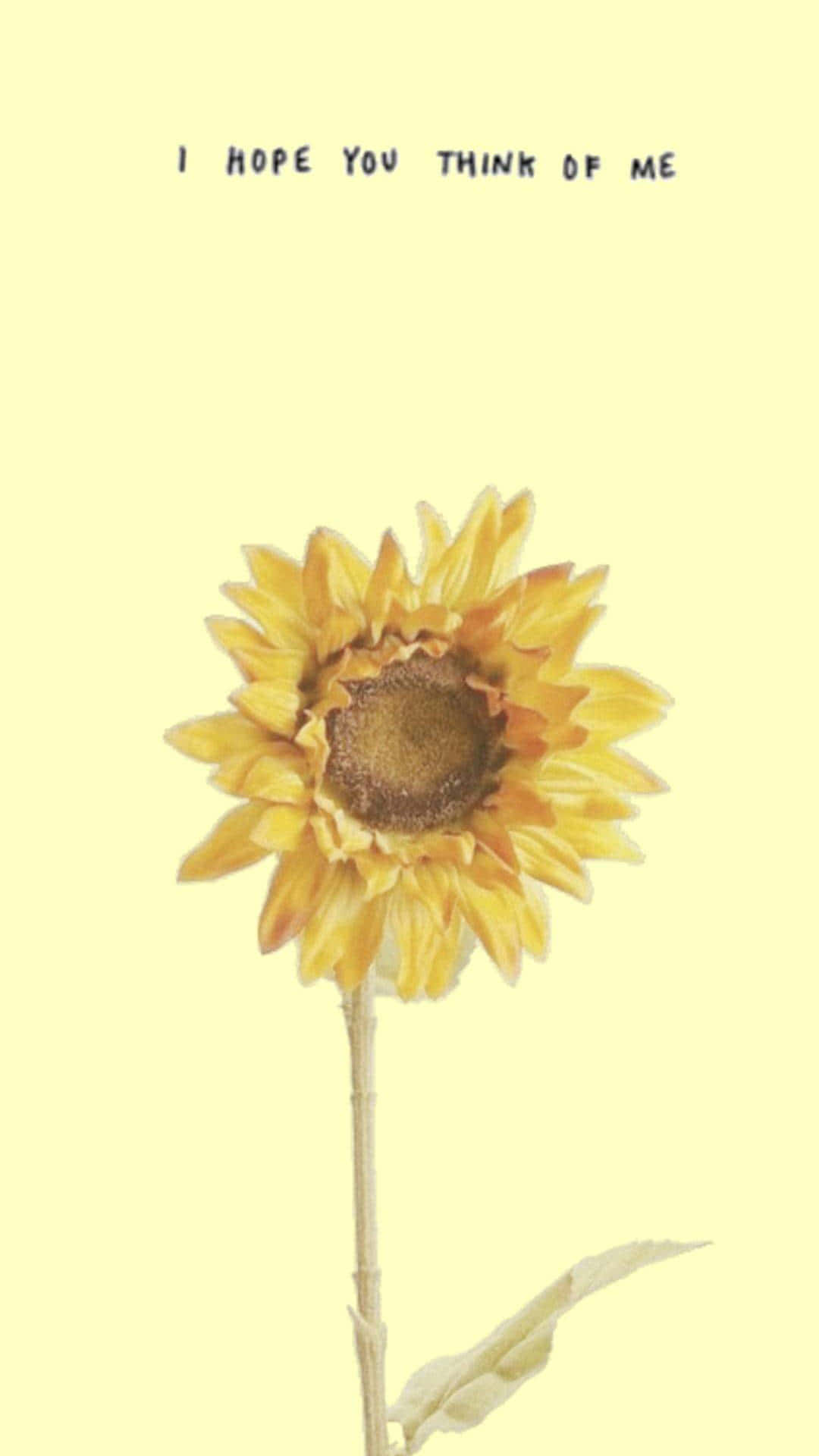 Sunflower Aesthetic iPhone Wallpaper